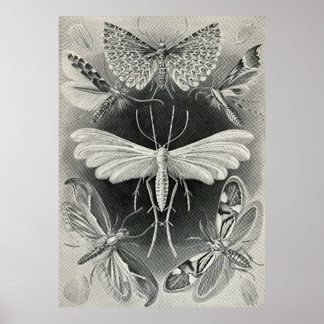 Póster Ernst Haeckel - Tineida (Frente)