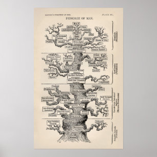 Póster Ernst Haeckel Tree of Life Pedigree of Man Evoluti