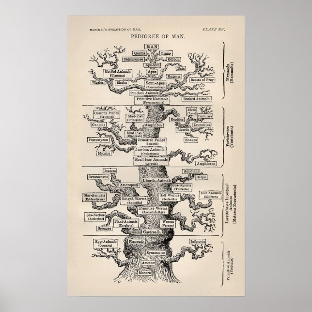 Póster Ernst Haeckel Tree of Life Pedigree of Man Evoluti (Frente)