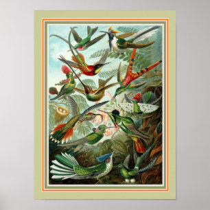 Póster Ernst Haeckel "Trochilidae"  12 x 16  Print