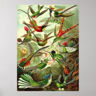 Poster Ernst Haeckel - Trochilidae Hummingbird