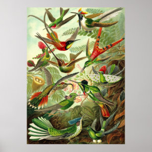 Poster Ernst Haeckel - Trochilidae Hummingbirds