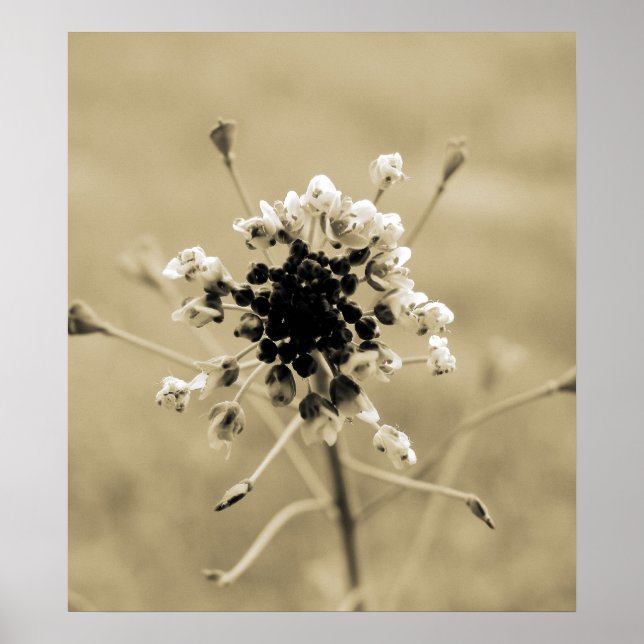 Póster Erva bonito (Frente)