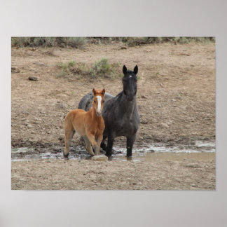 Poster Erva e galinha
