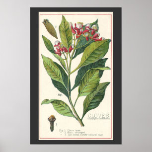 Póster Ervas e especiarias alimentares vintage, planta de