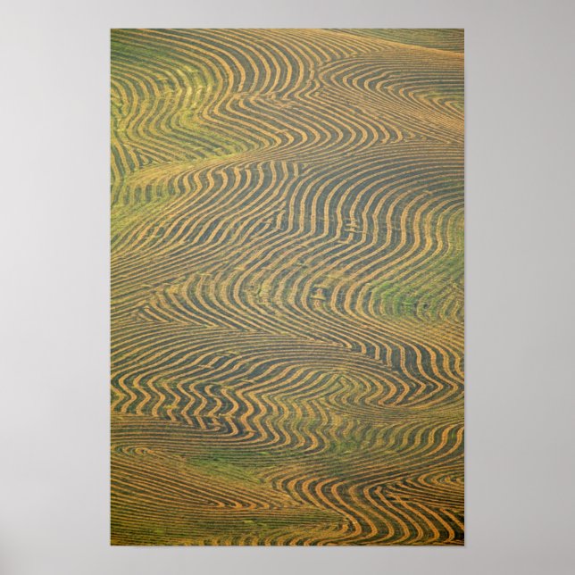 Poster Ervilhas de lentil enroscadas e aguardando colheit (Frente)