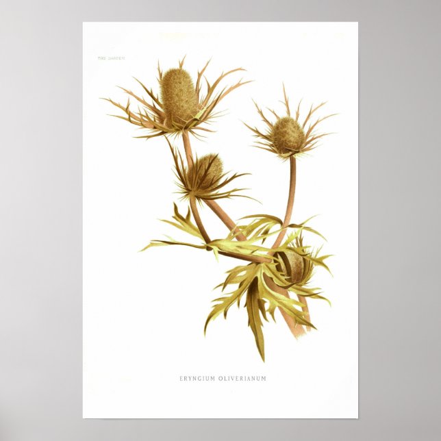 Poster Eryngium oliverianum (Frente)