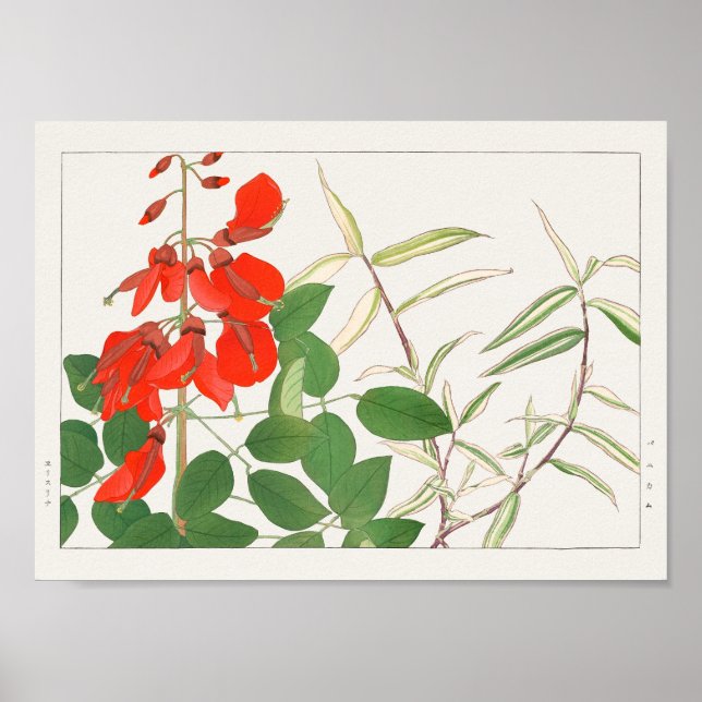 Poster Erythrina, Panicum por Tanigami Konan (Frente)