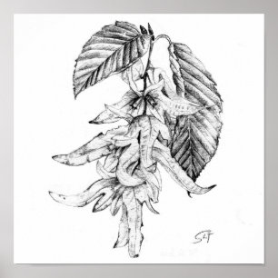 Poster Esboço botânico a lápis de hornbeam