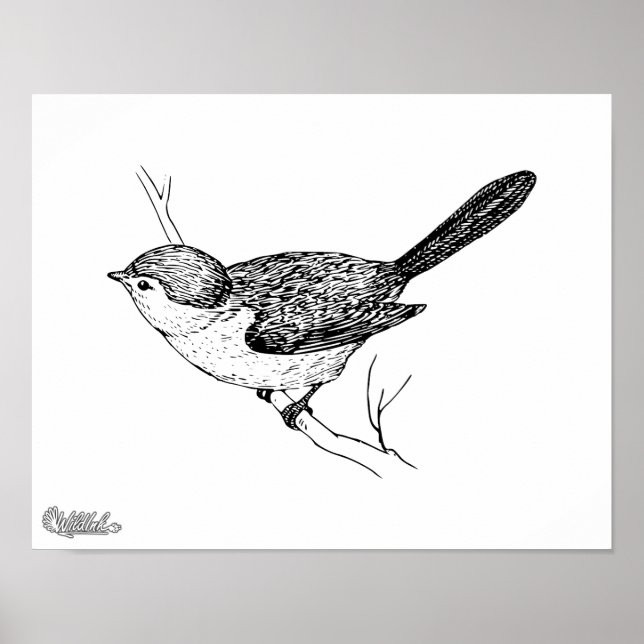 Poster Esboço curioso do pássaro Bushtit (Frente)