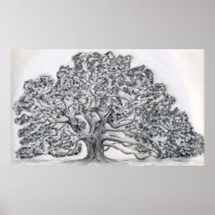 PÓSTER ESBOÇO DA ÁRVORE DE LIVE OAK