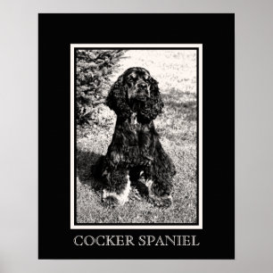 Póster Esboço de Cocker Spaniel