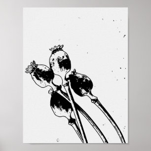 Poster Esboço de Linocut de Cápsulas de Sementes de Papou