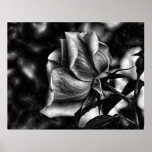 Póster esboço de rosa em preto e branco