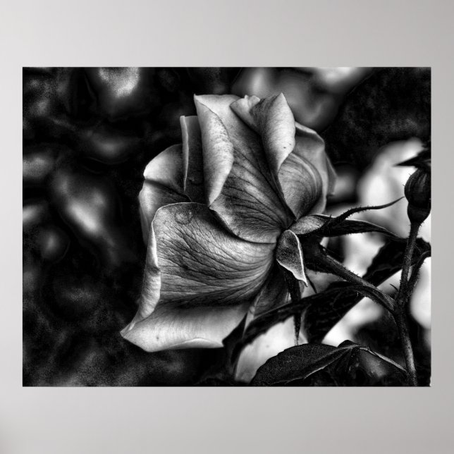 Póster esboço de rosa em preto e branco (Frente)