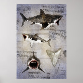 Poster Esboço Megalodon