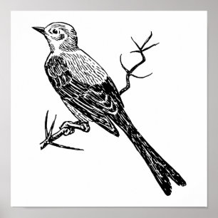 Poster Esboço realístico do pássaro de Scissortail