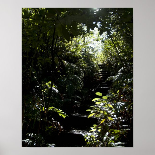 Póster Escada russa/trilha na floresta, luz solar (Frente)