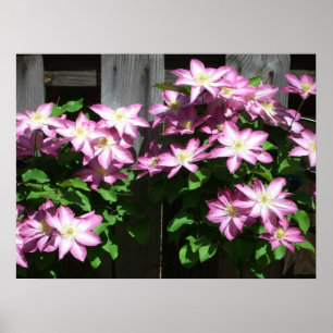Poster Escalando Flores De Mola Roxo Clematis