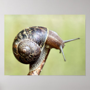 Poster Escargots - A Grande Delícia