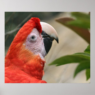 Póster Escarlate da foto de Mackaw