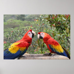 Póster Escarlate de Mackaws