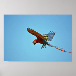 Póster Escarlate do Macaw em vôo