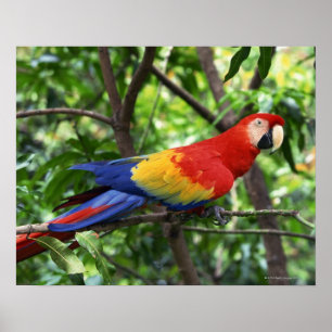 Póster Escarlate do macaw no membro de árvore