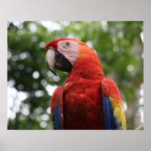 Póster escarlate macaw