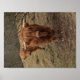 Poster escocês da fotografia da vaca das montanha