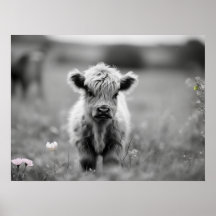 Escócia Highland Calf Baby Cow Soft Black White