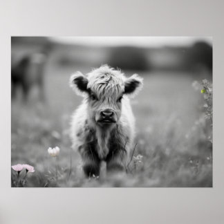 Poster Escócia Highland Calf Baby Cow Soft Black White
