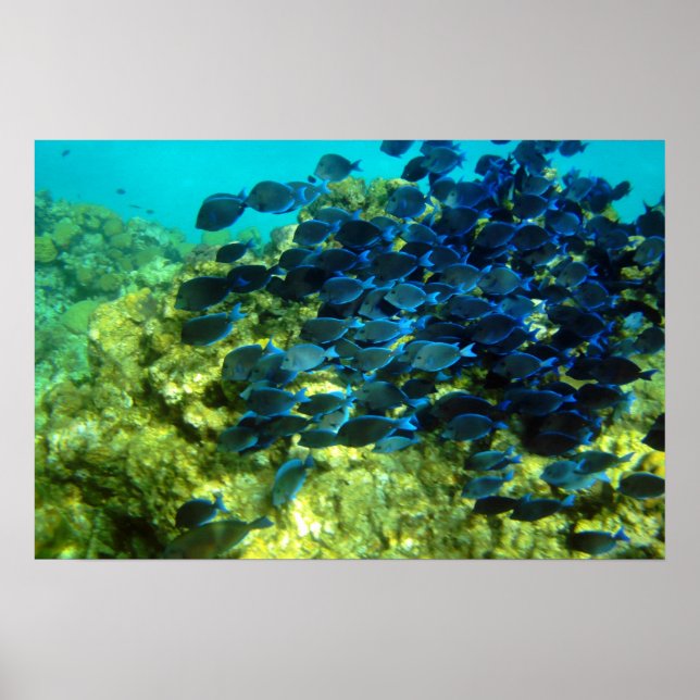 Póster Escola de Blue Tang (Frente)