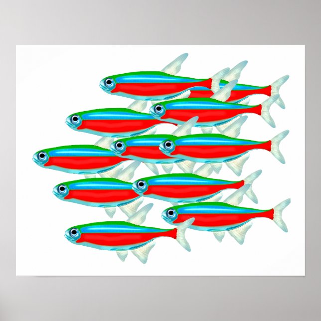 Poster Escola de Neon Tetras (Frente)