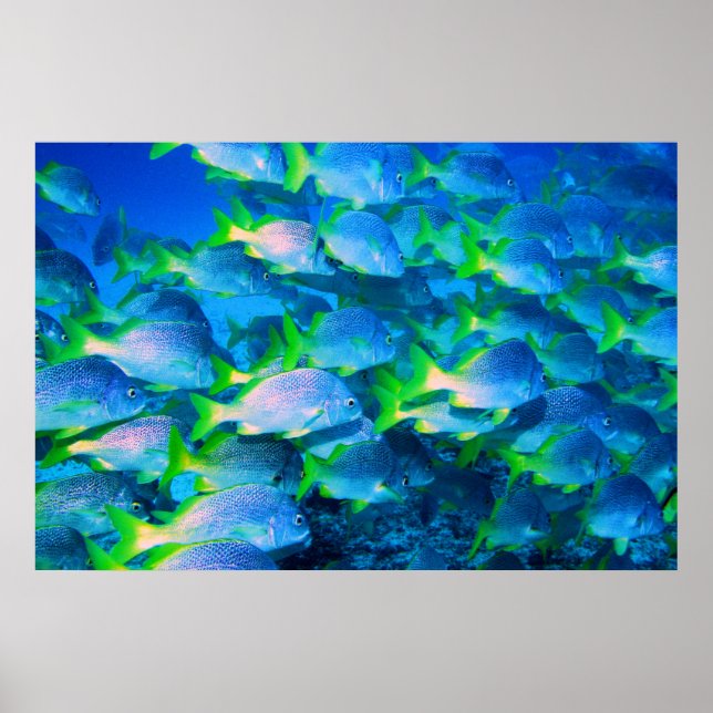 Póster Escola de Snappers (Frente)