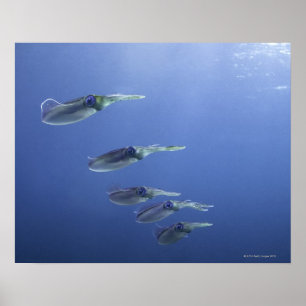 Poster Escola do calamar no caribe