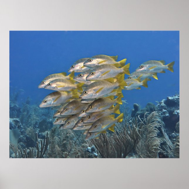 Poster Escola Instantânea (Frente)