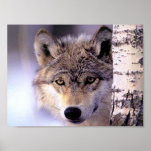 Poster Esconder