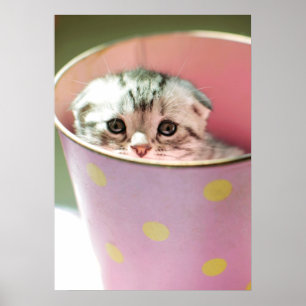 Poster Esconder do gatinho