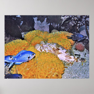 Poster Escorpiões na Esponja Amarela