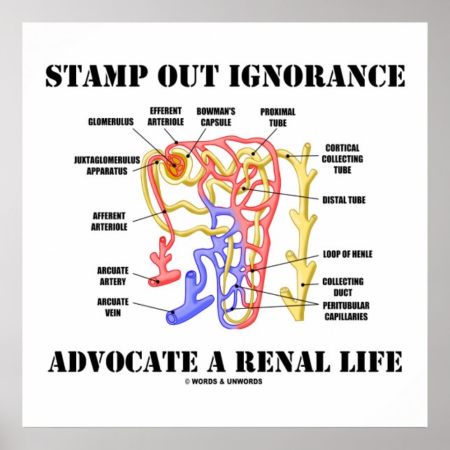 Poster Escreva A Ignorância Advoga Uma Vida Renal Nephron (Frente)