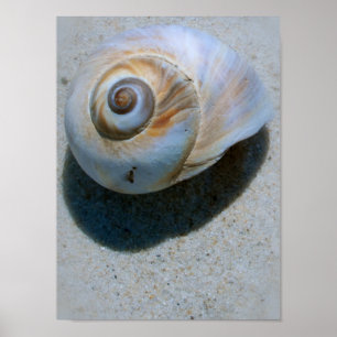 Poster escudo