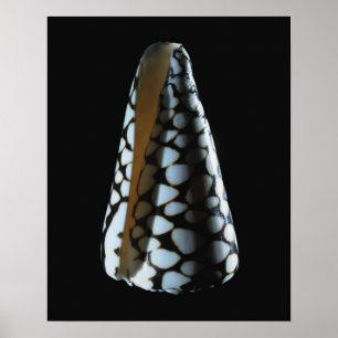 Póster Escudo 2 do cone