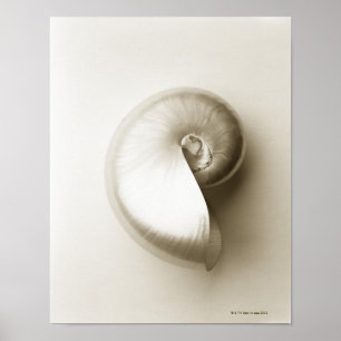 Póster Escudo Pearlised 2 do mar do nautilus