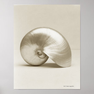 Póster Escudo Pearlised do mar do nautilus