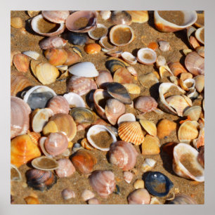Póster Escudos em um Sandy Beach a Andaluzia, espanha