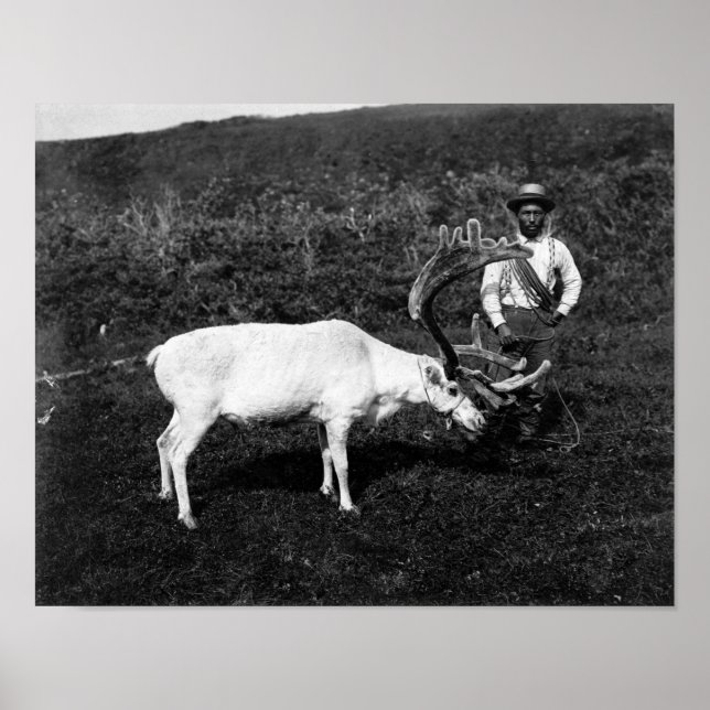 Poster Eskimo do Alasca e Reindeer Capturado (Frente)