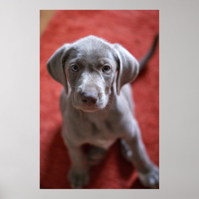 Póster Eslovaco Rough Haired Pointer 2 (Frente)