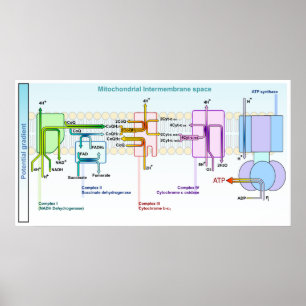 Póster Espaço Chain de Mitonchondrial Intermembrane do