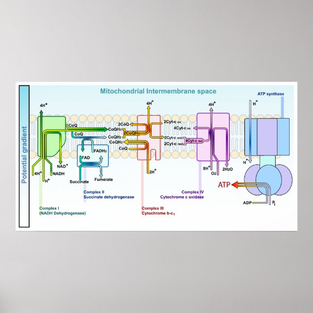 Póster Espaço Intermembrana Mitoncondrial de Cadeia Eletr (Frente)
